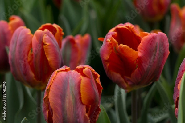 Fototapeta Tulip