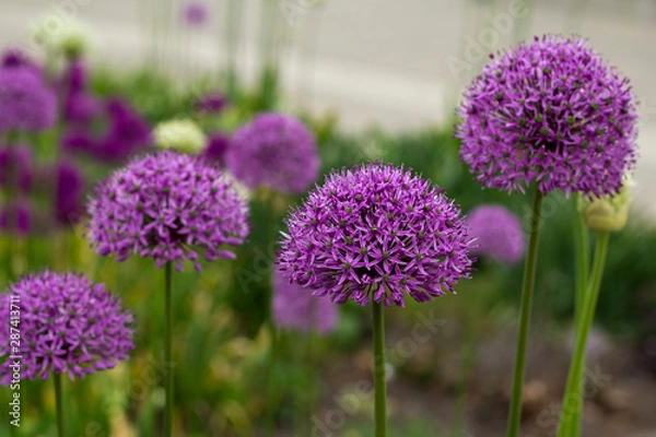 Fototapeta Wild garlic