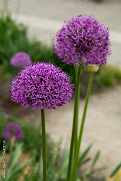 Fototapeta Wild garlic