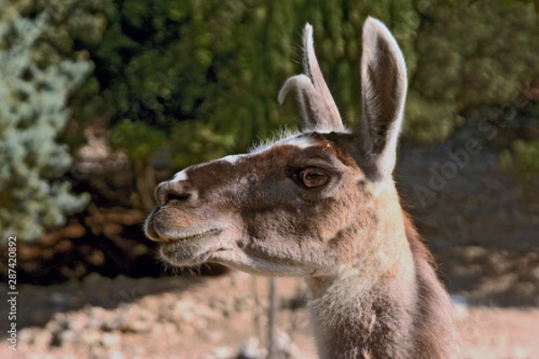 Obraz fierté du lama