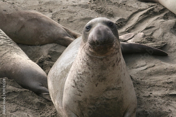 Obraz Elephant Seals