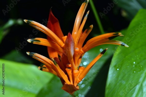 Obraz orange flower