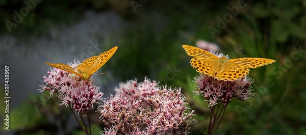Obraz Yellow butterflies drinking of a blooming summer flower.