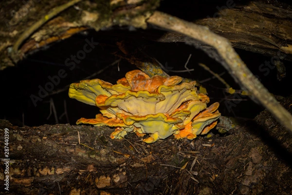 Fototapeta Laetiporus sulphureus edible mushroom. Laetiporus sulphureus aka crab-of-the-woods, sulphur polypore, sulphur shelf, or chicken-of-the-woods. An edible mushroom closeup. Soft selective focus.
