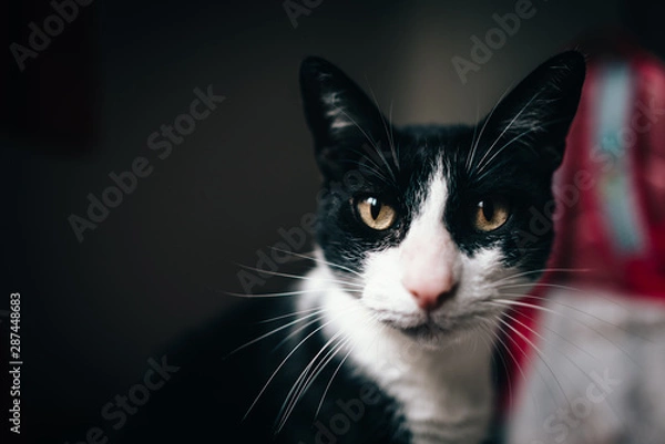 Obraz cat on black background