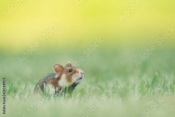 Obraz Europäischer Feldhamster