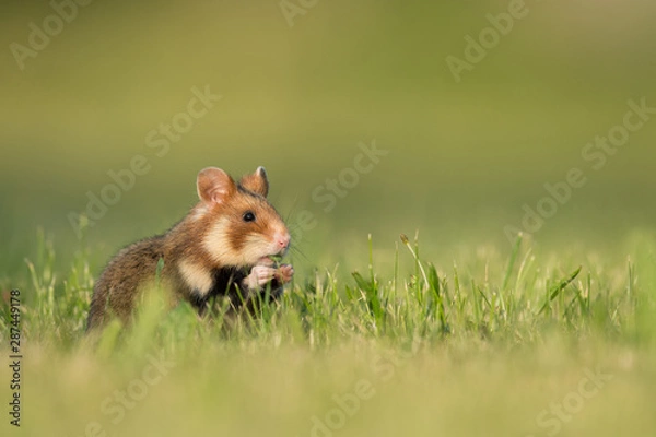 Obraz Europäischer Feldhamster