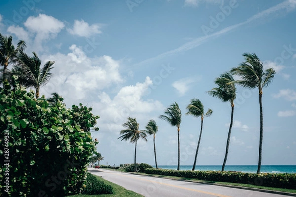 Obraz palm trees on the beach