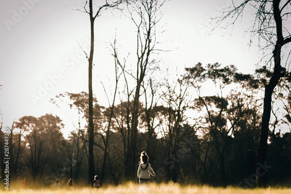 Obraz sunset in the forest