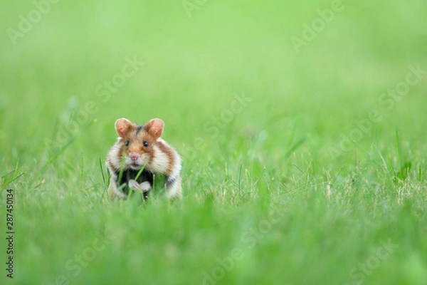 Obraz europäischer feldhamster