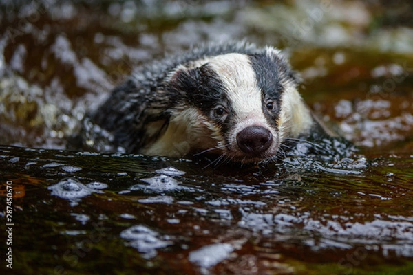 Obraz Badger in forest creek. European badgerforest swimming in the water, animal in the nature forest habitat, Germany, central Europe. Wildlife scene from nature. Mammal in the water. (Meles meles)