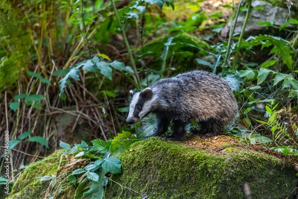 Obraz Badger in forest creek. European badgerforest swimming in the water, animal in the nature forest habitat, Germany, central Europe. Wildlife scene from nature. Mammal in the water. (Meles meles)
