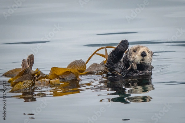 Fototapeta A California Sea Otter (Enhydra lutris) floats on its back in a kelp bed along the central coast of California in Monterey Bay, near Big Sur and Carmel.