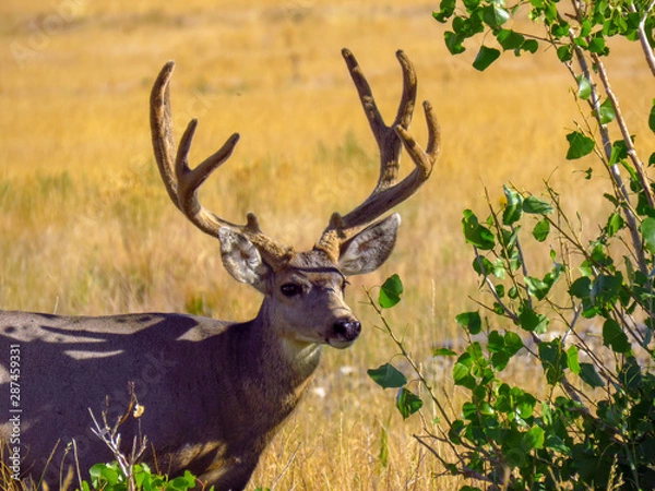 Obraz Arsenal Buck 2