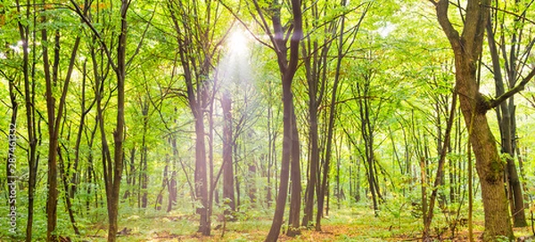 Fototapeta Green forest panorama with autumn trees, footpath and sun light through leaves