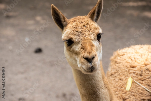 Obraz Vicunas, Vicugna Vicugna, relatives of the llama which live in the high alpine areas of the Andes