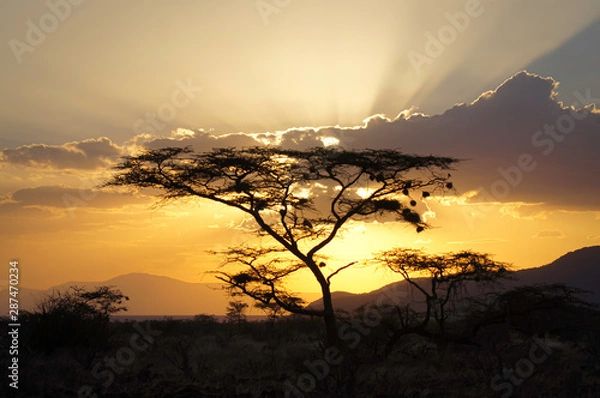 Obraz Acacia tree in Kenya