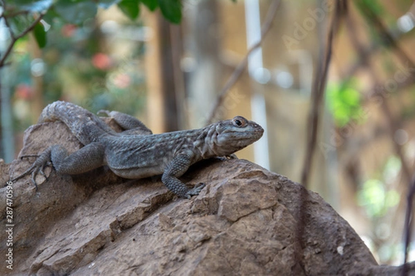 Obraz lizard on rock
