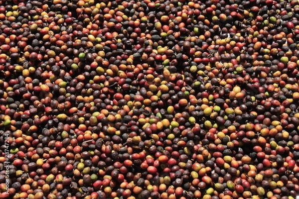 Obraz Kaffeekirschen