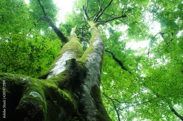 Obraz ブナ　ぶな　緑　