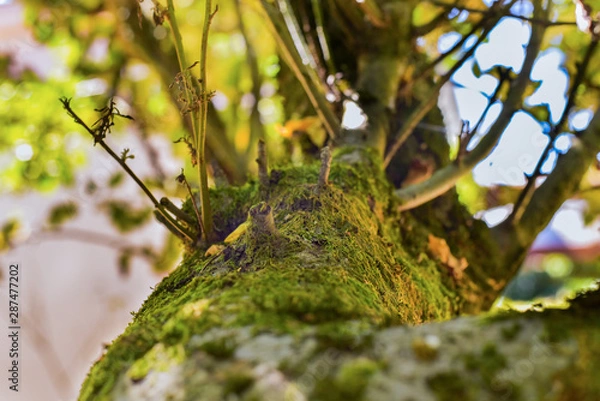 Obraz évolution de la vie