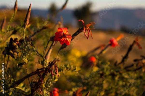 Obraz Mountain Flowers