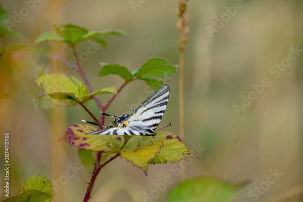 Obraz prendre son envole