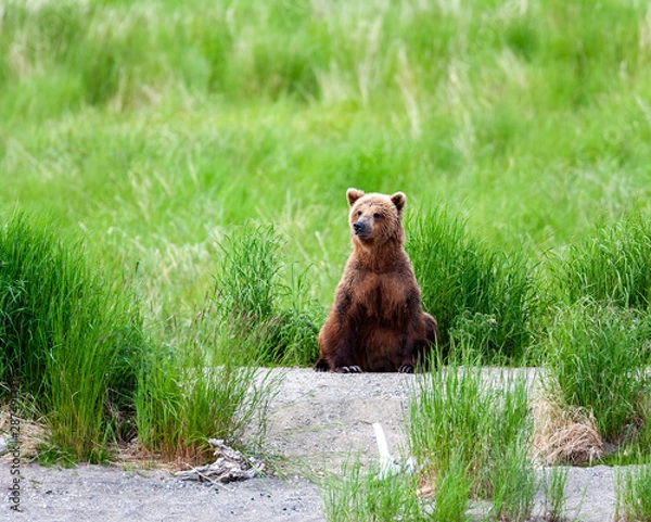 Fototapeta A grizzly bear sits down for a rest along a grassy trail in Katmai National Park, Alaska