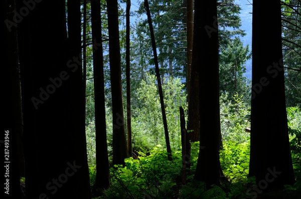 Fototapeta trees in the forest