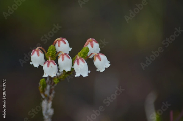 Fototapeta alpine flower