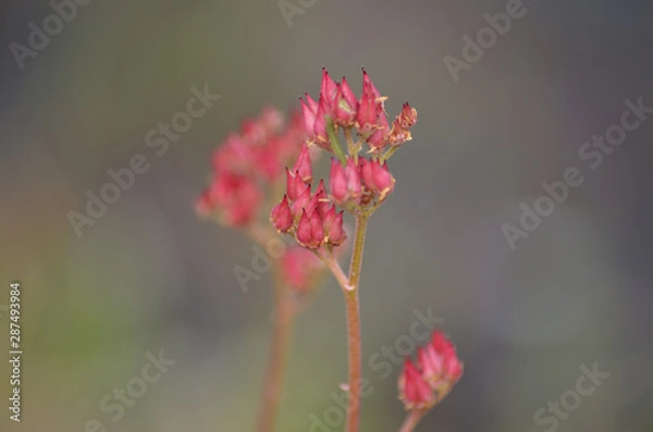 Fototapeta alpine flower