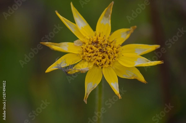 Fototapeta alpine flower