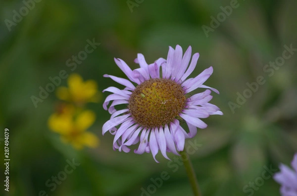 Fototapeta alpine flower