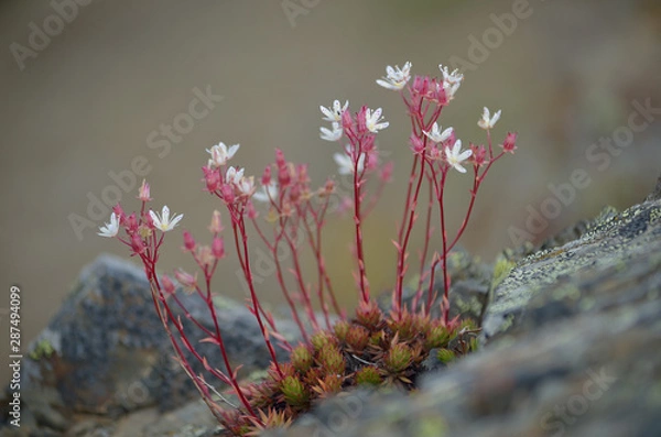 Fototapeta alpine flower