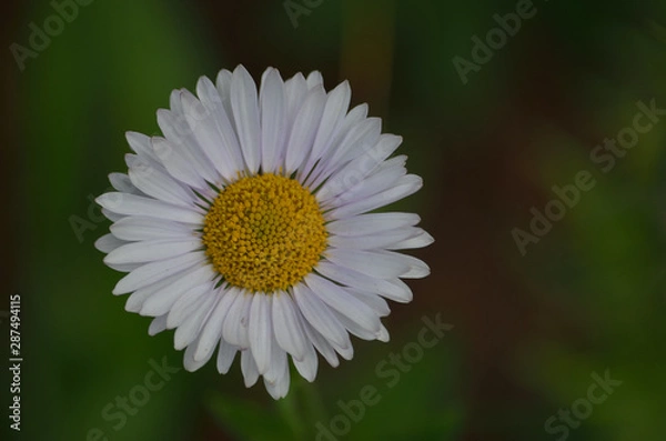 Fototapeta alpine flower