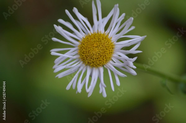 Fototapeta alpine flower