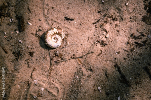 Fototapeta Round shell on dirty sand. Footprints from shoes. Horizontal orientation
