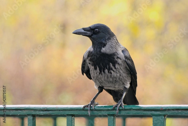 Fototapeta corvus cornix