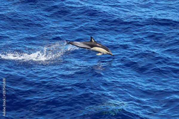 Fototapeta Dolphin jumping in the ocean. Common dolphin Delphinus delphis swimming in natural habitat. Marine mammal in Norht Pacific ocean.