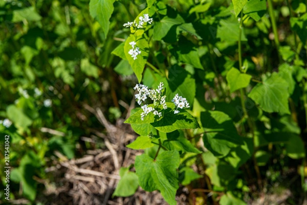 Fototapeta 蕎麦の花のクローズアップ