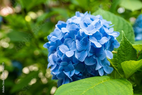 Obraz あじさいの写真