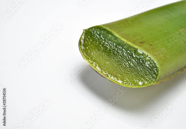 Obraz アロエベラ