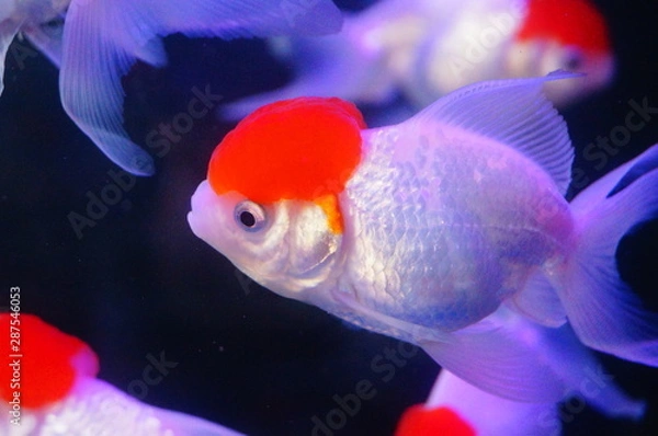 Obraz Red lionhead goldfish swim in the pool