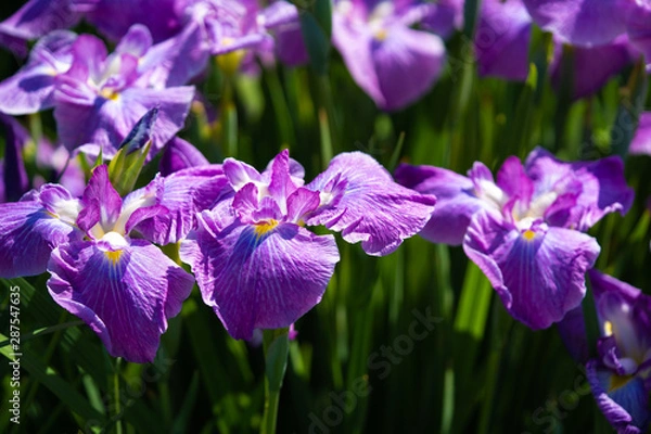 Obraz 菖蒲の写真