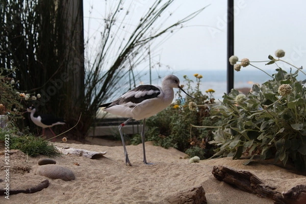 Fototapeta Bird standing in sand in a zoo with thin legs and sharp beak that is bent upwards at the Monterey Bay Aquarium, Monterey Peninsula, CA California