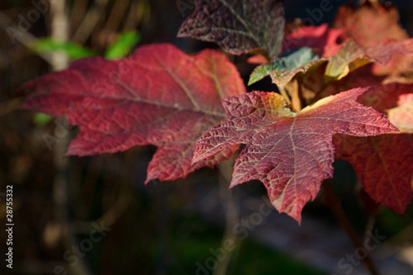 Obraz Oak leaf hydrangea