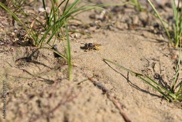 Obraz Bienenwolf Philanthus triangulum