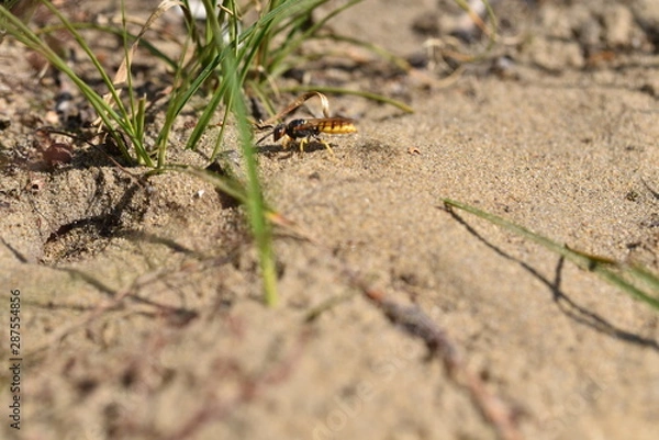 Obraz Philanthus triangulum Bienenwolf Grabwespe