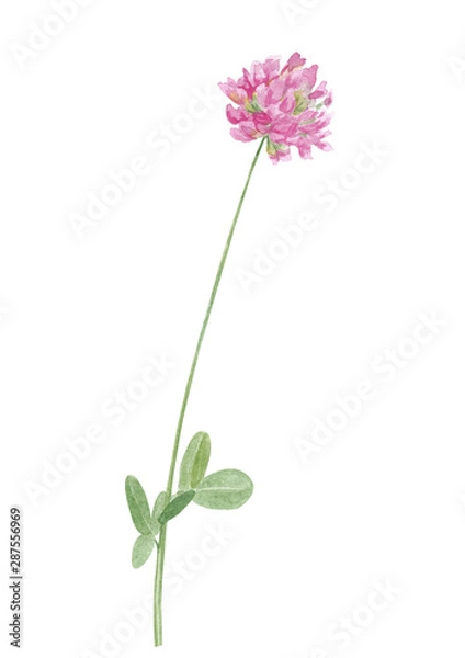 Fototapeta Watercolor hand drawn botanical illustration with wild meadow flower red clover (trifolium) isolated on white background.