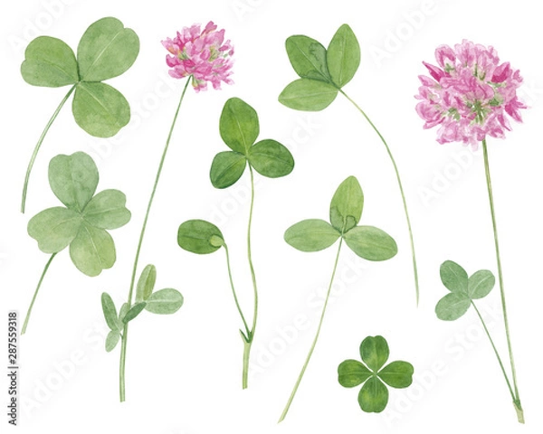 Fototapeta Watercolor hand drawn botanical illustration with meadow wild plant red clover (trifolium), flowers and leaves set  isolated on white background.